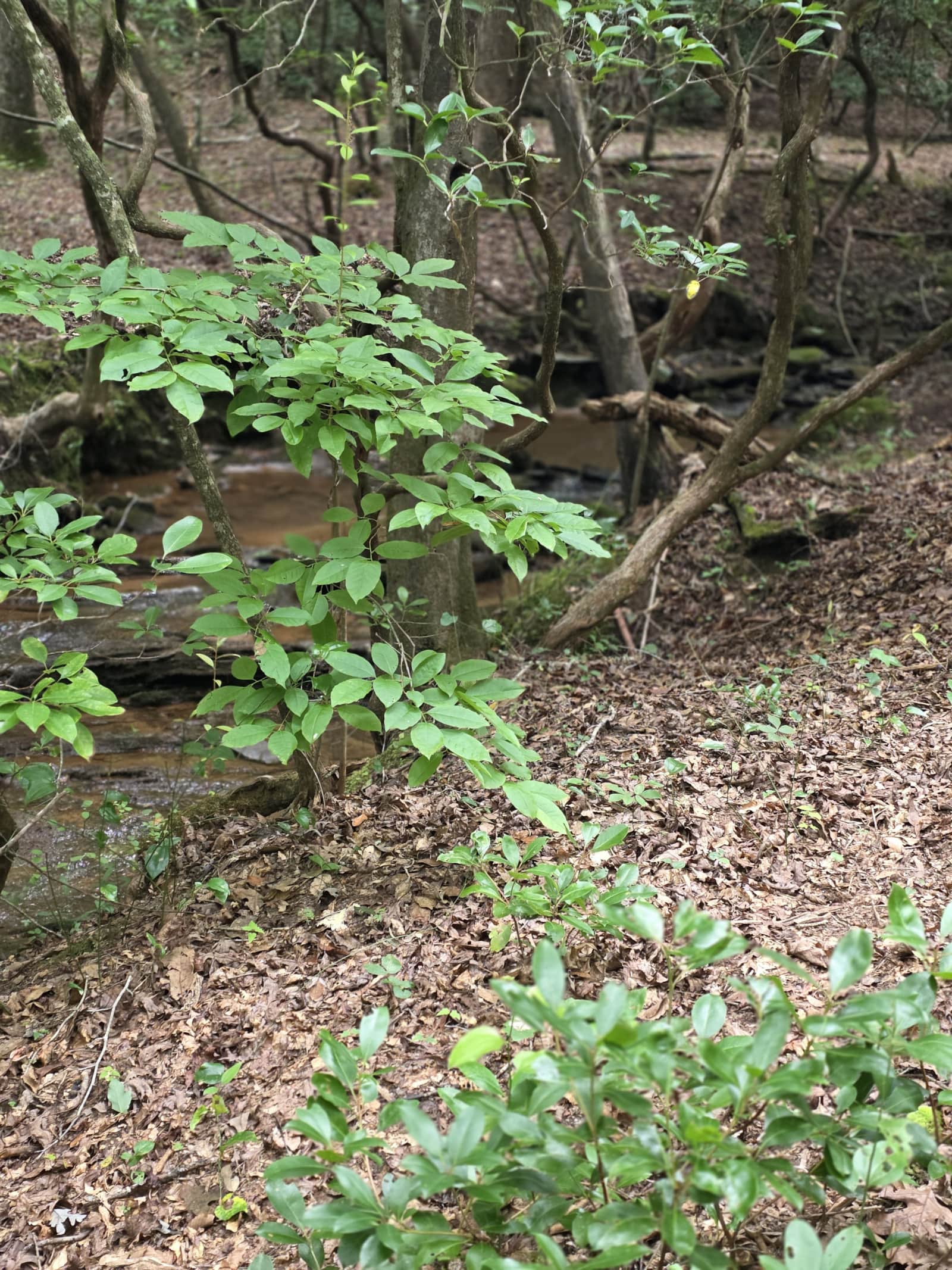 The creek running alongside The Sanctuary 